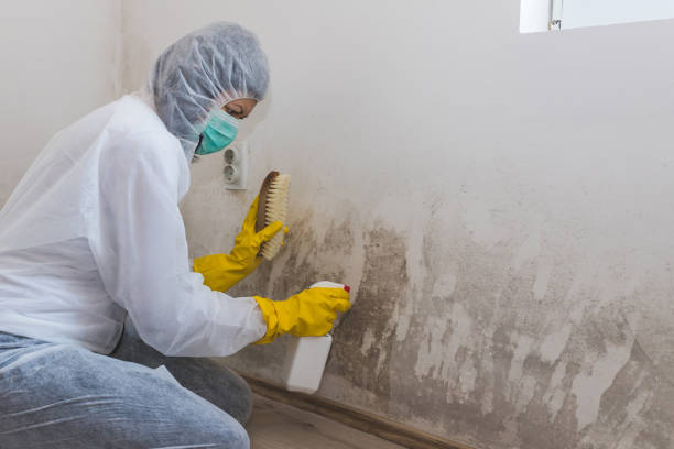 Best Post-Flood Mold Remediation in Steep Falls, ME