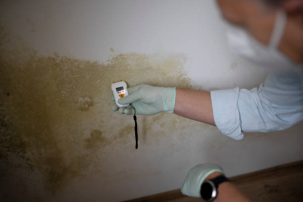 Best Black Mold Remediation in Steep Falls, ME