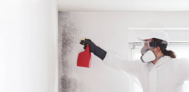 Best Mold Remediation for Schools in Steep Falls, ME