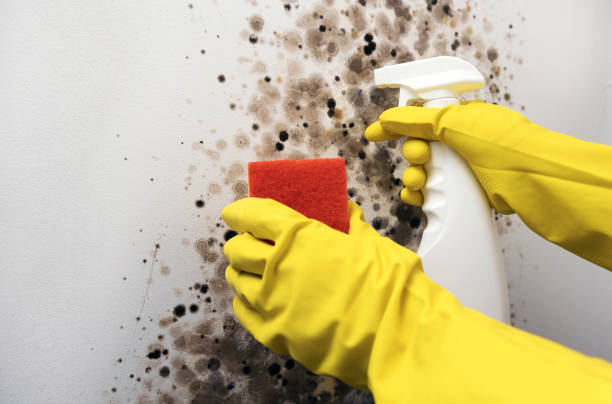 Best Health and Safety Mold Remediation in Steep Falls, ME