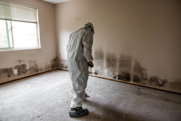 Best Attic Mold Remediation in Steep Falls, ME