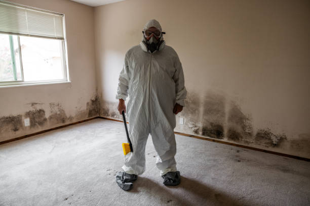 Best Emergency Mold Remediation in Steep Falls, ME