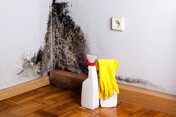 Best Basement Mold Remediation in Steep Falls, ME