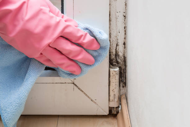 Best Mold Remediation for Specific Building Types in Steep Falls, ME