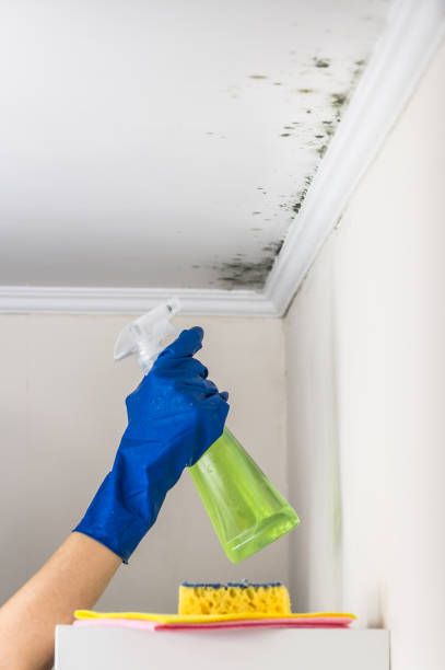 Best Industrial Mold Remediation in Steep Falls, ME